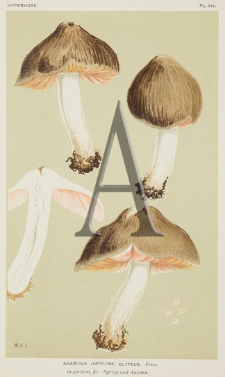 Agaricus (Entoloma) Cylpeus. Fruits, Herbs, Medicinal, Spices, Vegetables