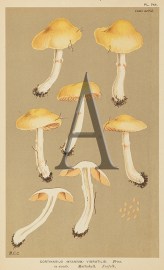 Agaricus (Psalliota) Comtulus