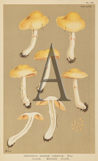 Agaricus (Psalliota) Comtulus Fruits, Herbs, Medicinal, Spices, Vegetables