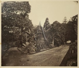 ‘Botanic Gardens’ NSW - Sydney 'Botanic Gardens'