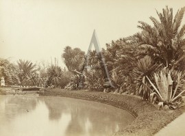 Pond in the Botanical Gardens. Australian photographs Pond in the Botanical Gardens.