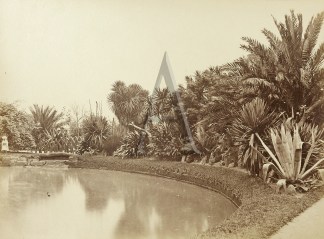 Pond in the Botanical Gardens. Sydney