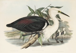 Ardea Pacifica. Pacific Heron. Australian