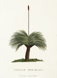 Yellow Gum Plant. Australian - General Yellow Gum Plant.