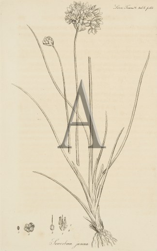 VANILLA LILY-Sowerboea juncea Australian - General