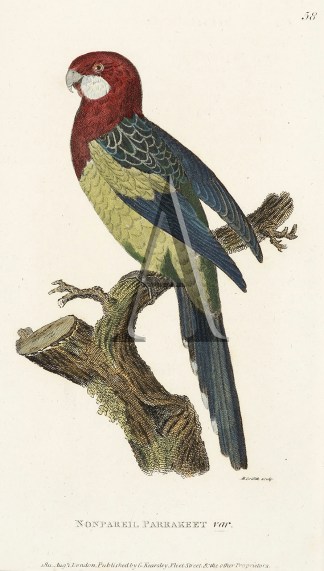 Nonpareil Parrakeet var. Australian