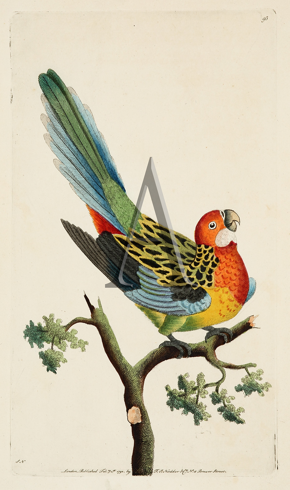 The Nonpareil Parrot. - Antique Print from 1792