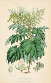 Rice Paper Plant (Arala Papyrifera) Australian - General