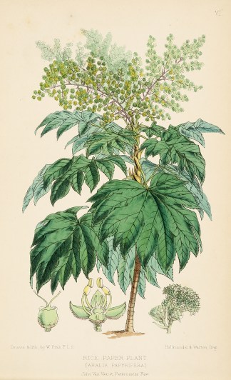 Rice Paper Plant (Arala Papyrifera) Australian - General