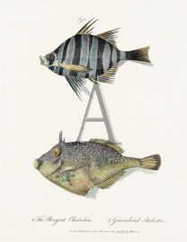 1. The Pungent Chaetedon 2. Granulated Balistes ANIMALS 1. The Pungent Chaetedon 2. Granulated Balistes