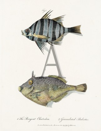 1. The Pungent Chaetedon  2. Granulated … Fish & Marine Life