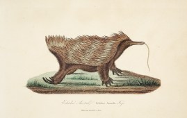 Echidne Austral Echidna Australis Less.