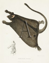 Black Flying Opossum Australian - General Black Flying Opossum