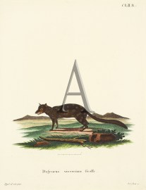 Dasyurus viverrinus Geoffr. Australian - General