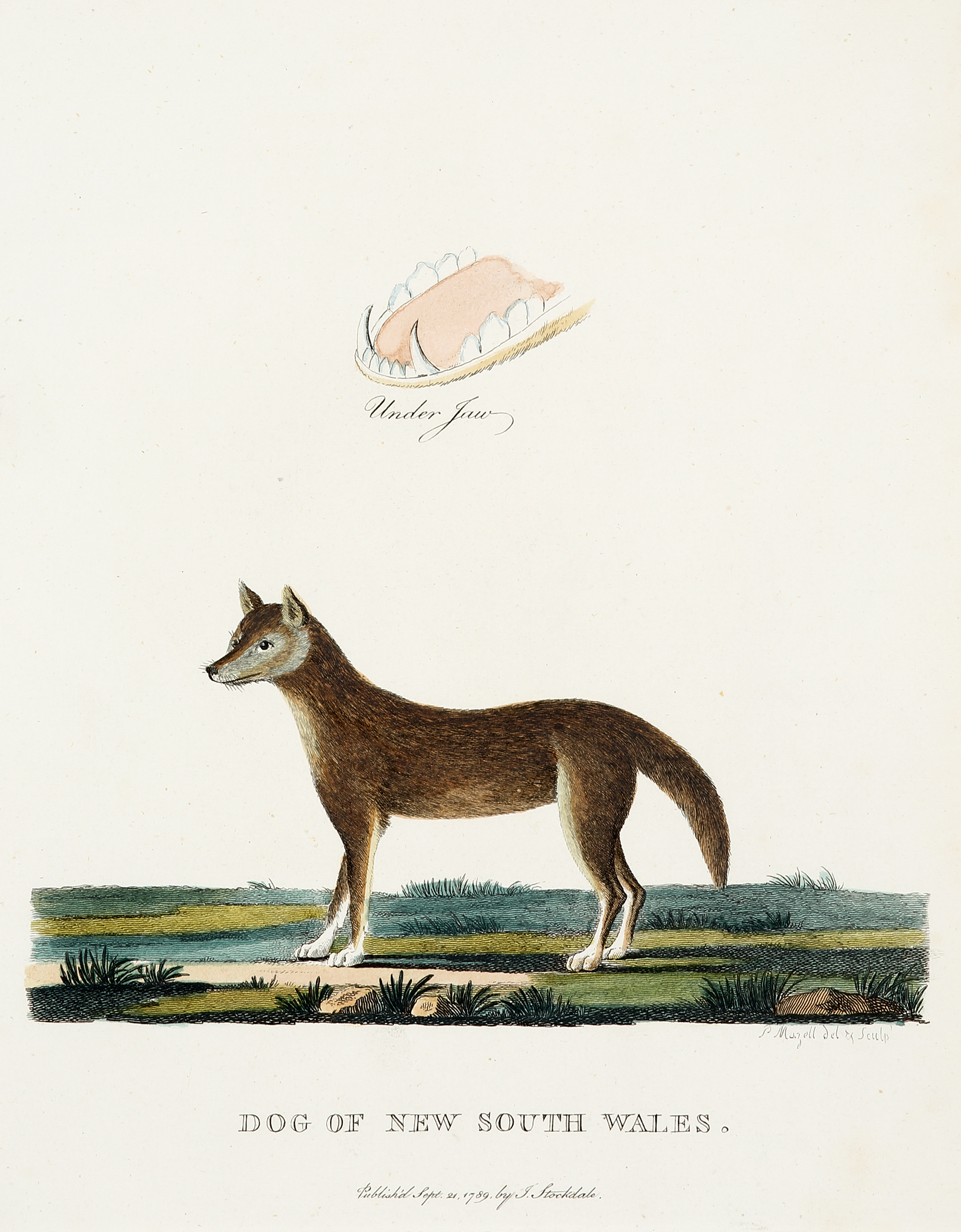 Dog of New South Wales. - Antique Print from 1789