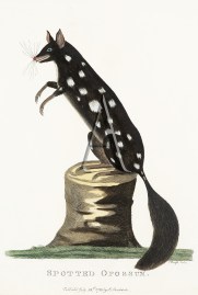 Spotted Opossum. Australian - General Spotted Opossum.
