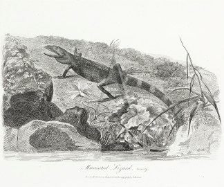 Muricated Lizard Reptiles & Amphibians