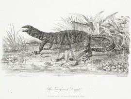 The Variegated Lizard ANIMALS