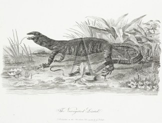 The Variegated Lizard Reptiles & Amphibians