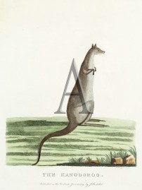 The Kangooroo. Australian - General The Kangooroo.