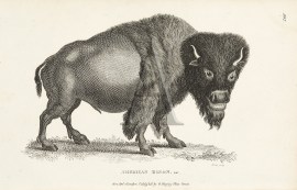 American Bison