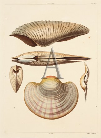 Mya particolor or Shield-Shell Shells & Coral