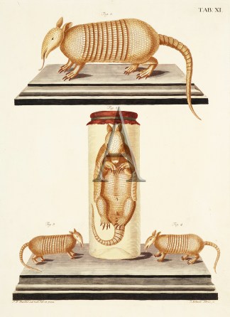 Armadillio General / Global Armadillio General / Global