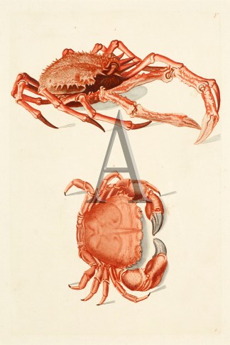 Crab Deliciae Naturae Selectae Fish & Marine Life