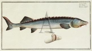 Acipenser Huson. The Great Sturgeon. Fish & Marine Life