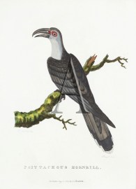 Psittaceous Hornbill