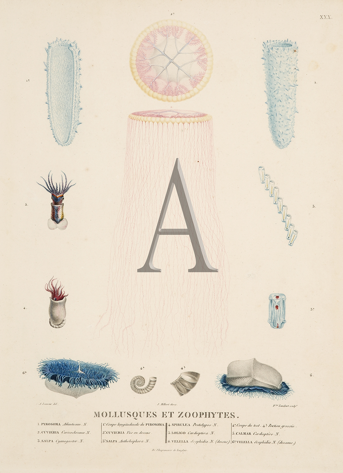 Mollusques et Zoophytes - Antique Print from 1808