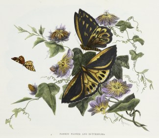 Passion Flower and Butterflies. Australian - General