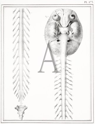 Spine Anatomical Various