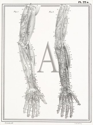 Hands Anatomical Various