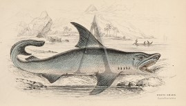 White Shark (Carcharodon carcharias )