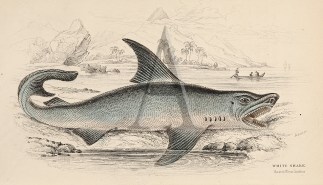 White Shark (Carcharodon carcharias ) Fish & Marine Life