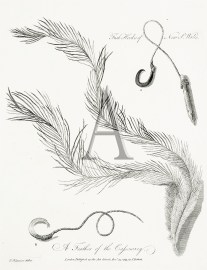 A. B. Fish Hooks of New South Wales.  A Feather of the Cassowary