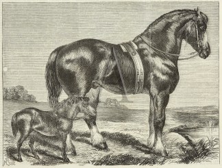 Pony, (1st Prize), owner-R.H.Roberts, Bo… Equestrian