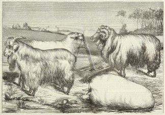 1st Prize Ram, the Property of the Earl … General / Global