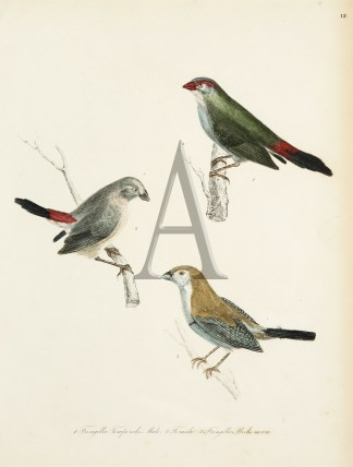 1.Fringilla Temporalis Male. 2.Female. 3… Australian