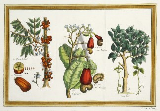 1. Bilimbeira 2. Bilimbin 3. Cajuyera 4.… Fruits, Herbs, Medicinal, Spices, Vegetables