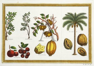 1. Caramdeira 2. Carambes 3. Taranja 4. … Fruits, Herbs, Medicinal, Spices, Vegetables