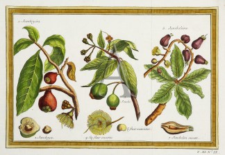 1. Jamboyera 2. Jamboya 3. Jambo 4. Sa F… Fruits, Herbs, Medicinal, Spices, Vegetables