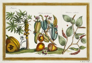 1. Papeyera 2. Papaja, ou Papaie 3. Pere… Fruits, Herbs, Medicinal, Spices, Vegetables
