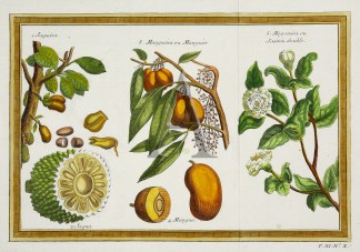 1. Jaqueira 2. Jaqua 3. Manueira ou Mang… Fruits, Herbs, Medicinal, Spices, Vegetables