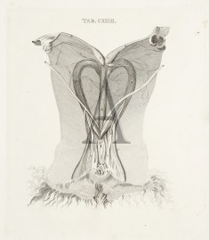 “Anatomy of the Kangaroo” Australian - General