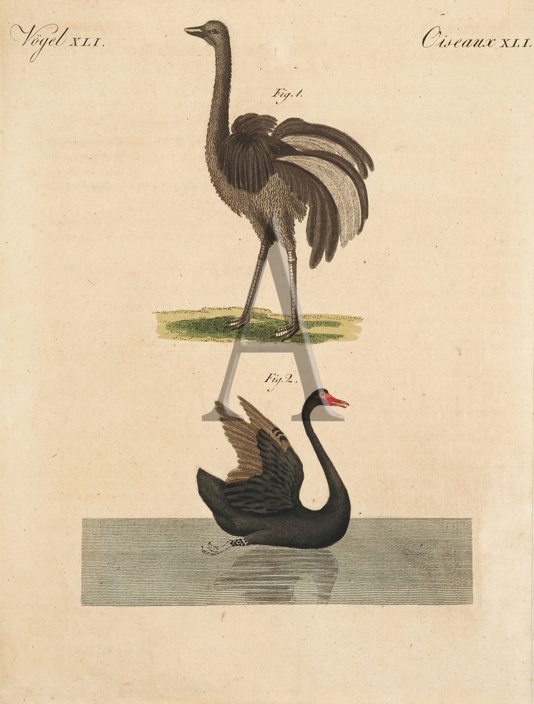 Black Swan and Emu - Antique Print from 1810