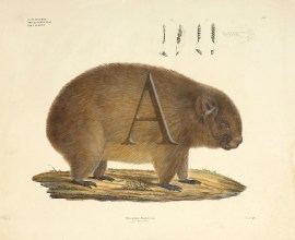 Phascolomys Wombat