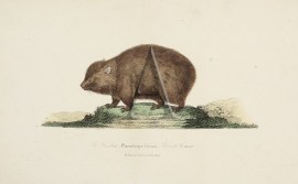 Le Wombat; Phascolomys Wombat, Peron et Lesueur Australian - General