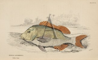 Edible lethrynus Fish & Marine Life